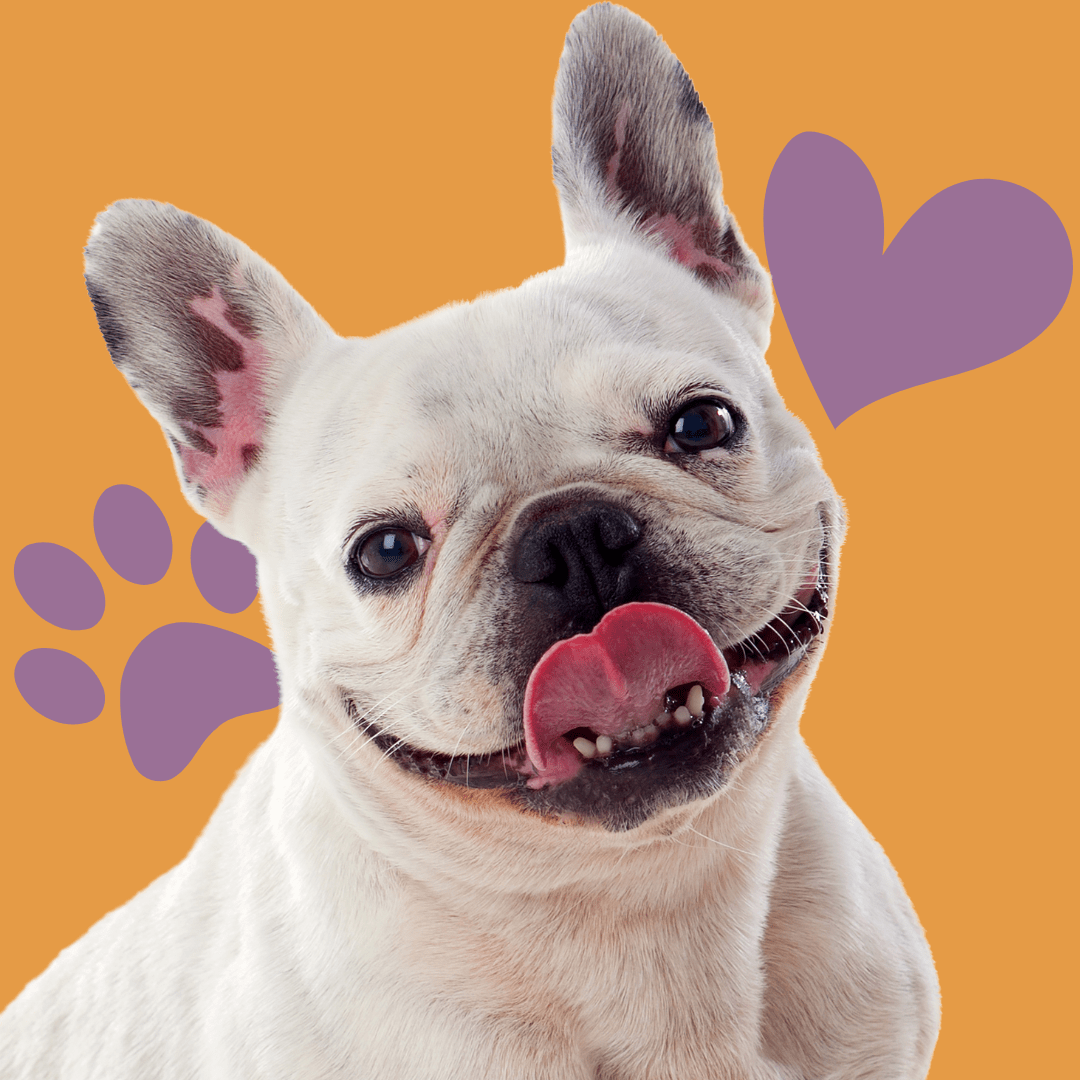 bulldog with a heart