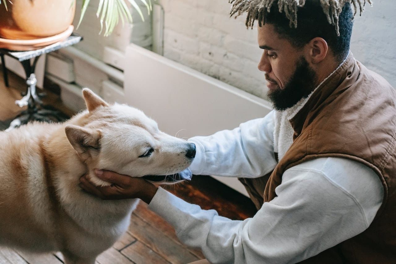Dog with owner