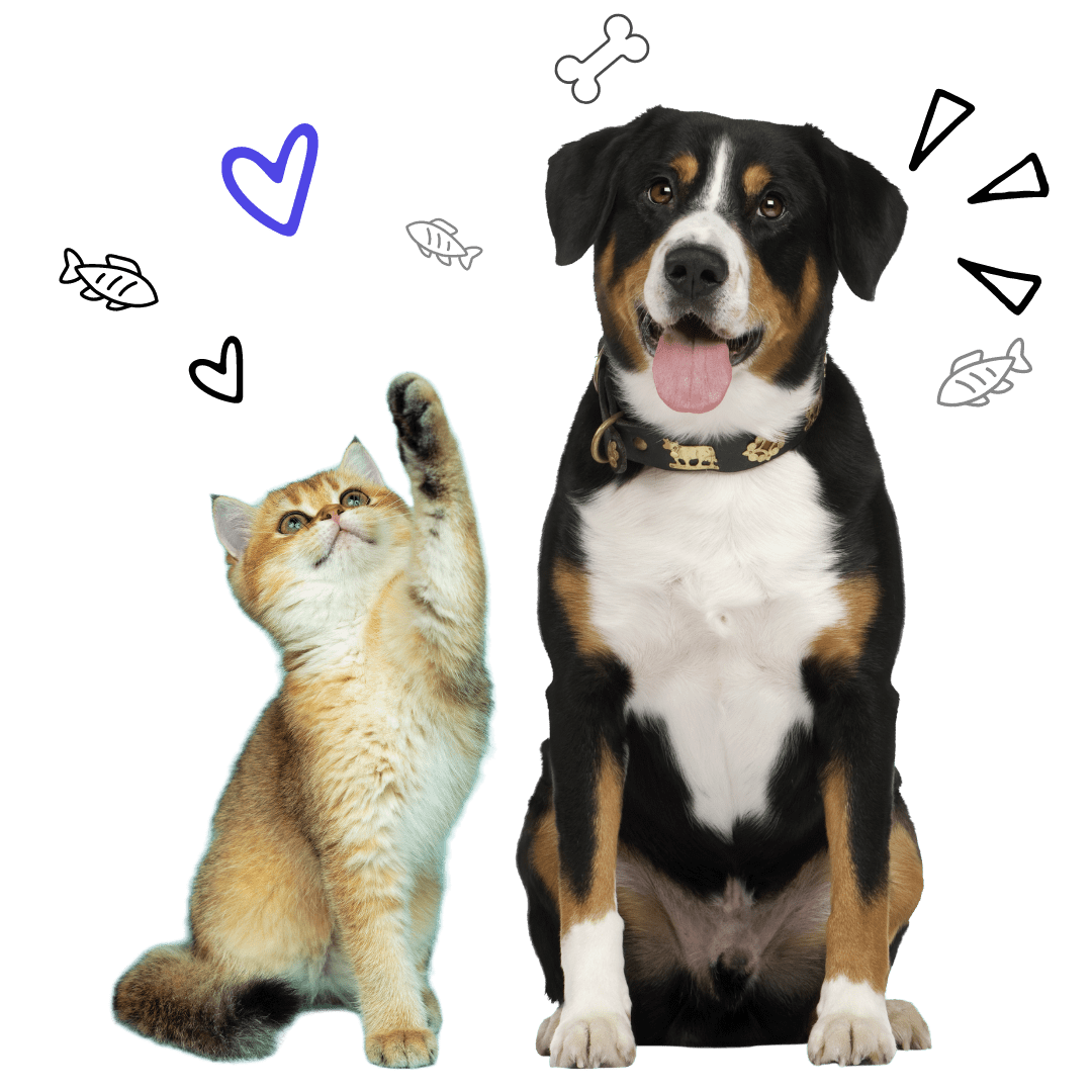 dog and cat