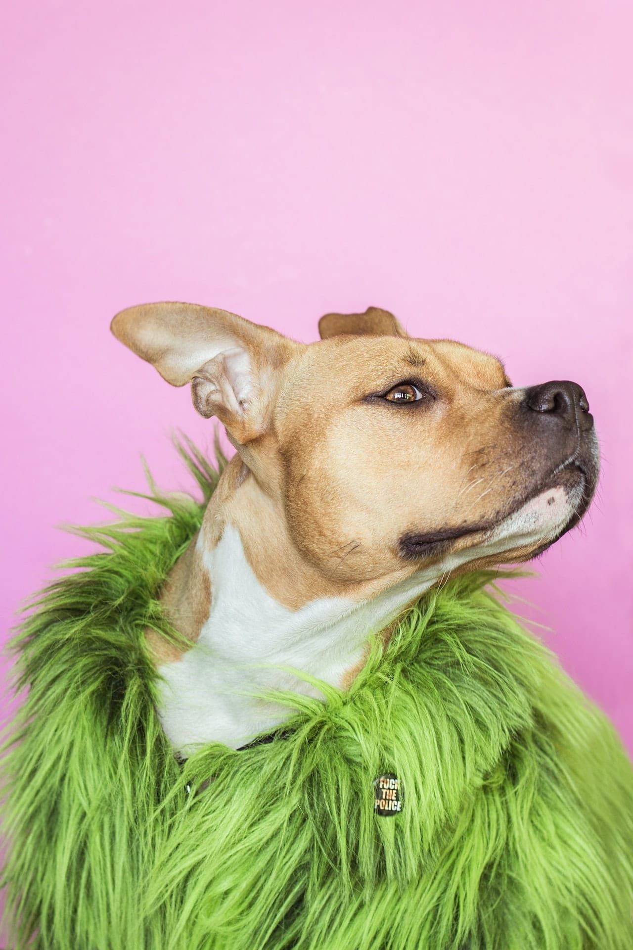 dog