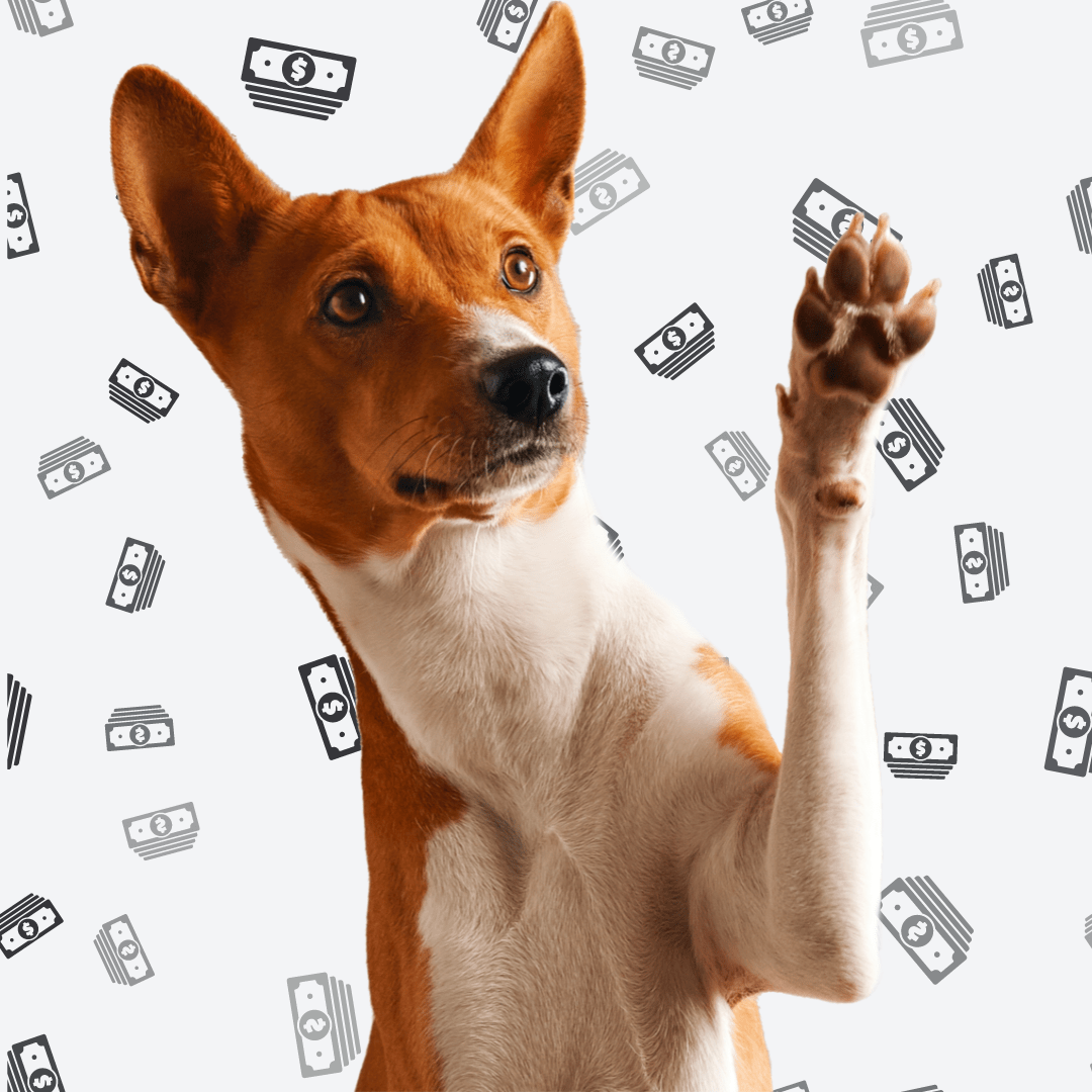 dog with money