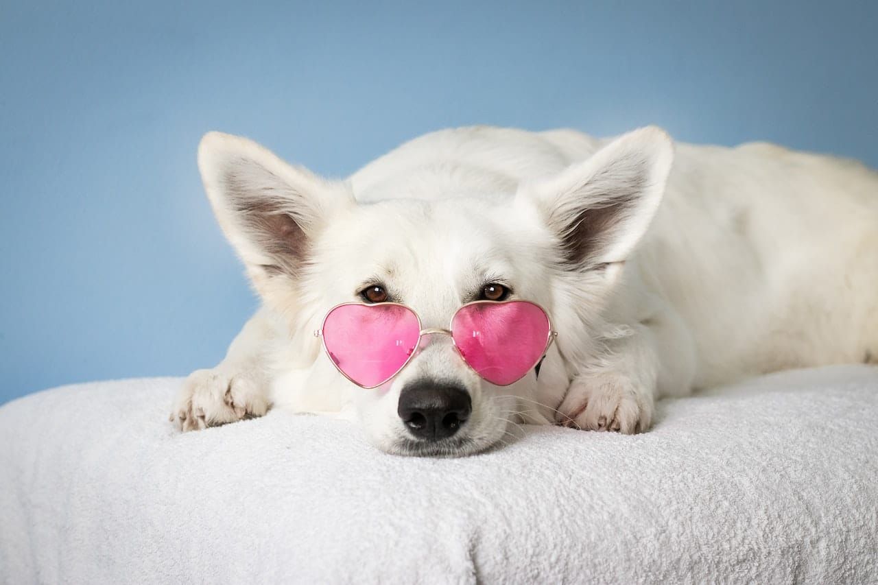 Dog with glasses